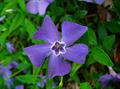 lesser periwinkle